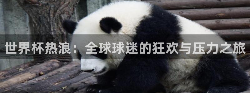 2026世界杯官网入口：世界杯热浪：全球球迷的狂欢与压力之旅